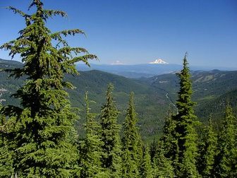 Looking north toward Mt. Rainier and Mt. Adams from the Gunsite Ridge trail