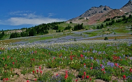 Wildflower meadow above Snowgrass Flats in the Goat Rocks Wilderness