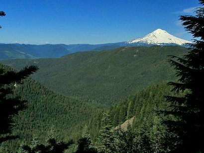 Mt. Hood as seen from the Wilcat Mountain trail